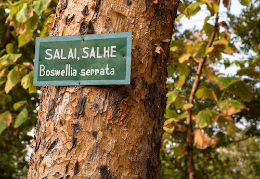 side effects boswellia